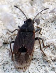 Lygaeospilus tripunctatus