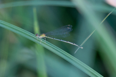 Enallagma antennatum