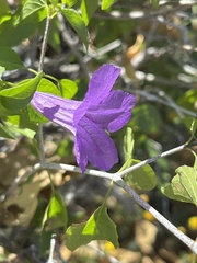 Ruellia californica peninsularis