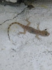 Cyrtopodion scabrum