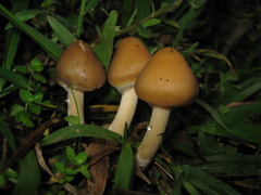 Psilocybe caerulescens