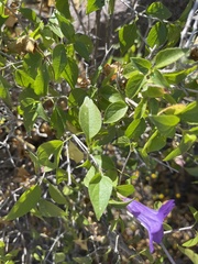 Ruellia californica peninsularis