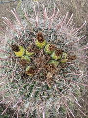 Ferocactus