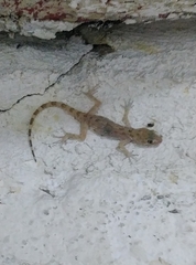 Cyrtopodion scabrum