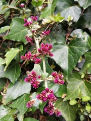 Alternanthera porrigens