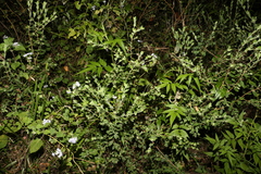 Pimelea altior