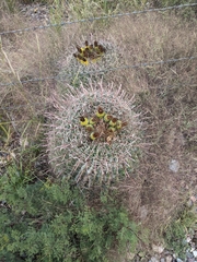 Ferocactus