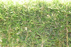 Thuarea involuta