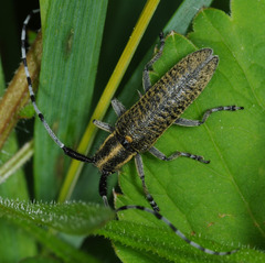 Agapanthia villosoviridescens