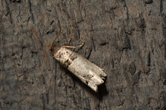 Notocelia culminana