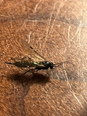 Pimpla