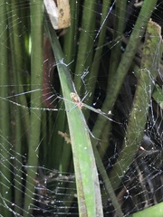 Leucauge dromedaria
