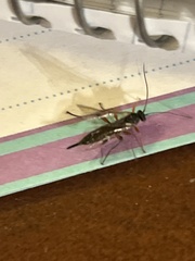 Pimpla