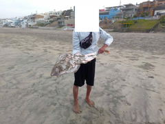 Pseudobatos planiceps