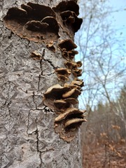 Punctularia strigosozonata