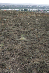 Nanophyton grubovii