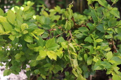 Laurelia sempervirens