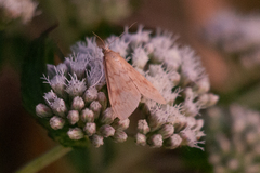 Saucrobotys futilalis