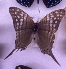 Marpesia merops