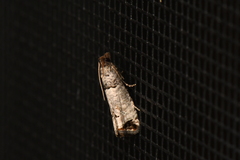 Notocelia culminana