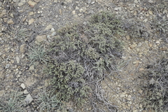 Nanophyton grubovii