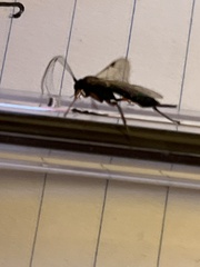 Pimpla