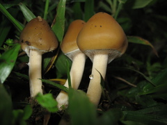 Psilocybe caerulescens