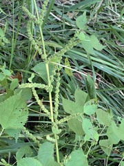 Amaranthus tuberculatus