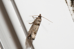 Notocelia culminana