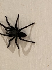 Harpactirinae