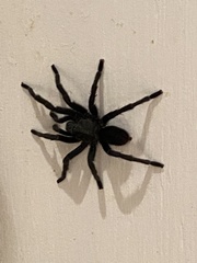 Harpactirinae