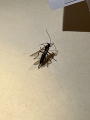 Pimpla