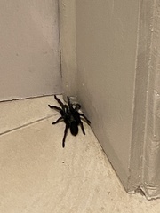 Harpactirinae