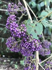 Callicarpa formosana formosana