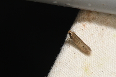 Gelechiidae