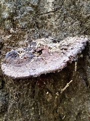 Ganoderma sessile