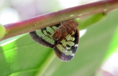 Ricaniidae