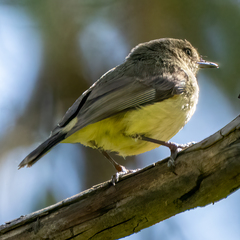 Acanthiza reguloides