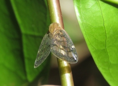 Ricaniidae