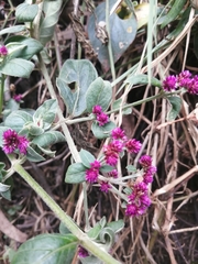 Alternanthera porrigens