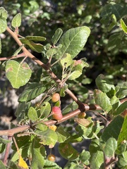 Bursera epinnata