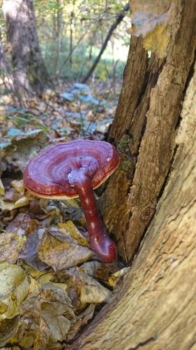 Representative image of Ganoderma lucidum