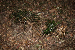Macrozamia lucida
