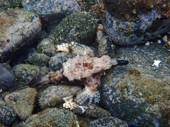 Eurypegasus draconis