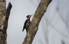 Campephilus melanoleucos