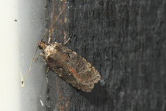 Agonopterix gelidella
