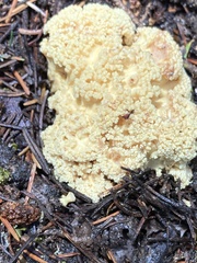 Ramaria rasilispora