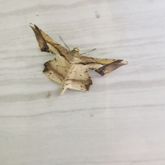 Krananda latimarginaria