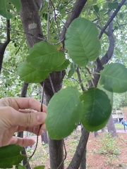 Amelanchier arborea