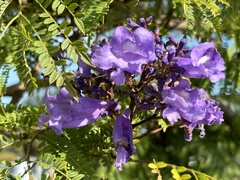 Jacaranda mimosifolia